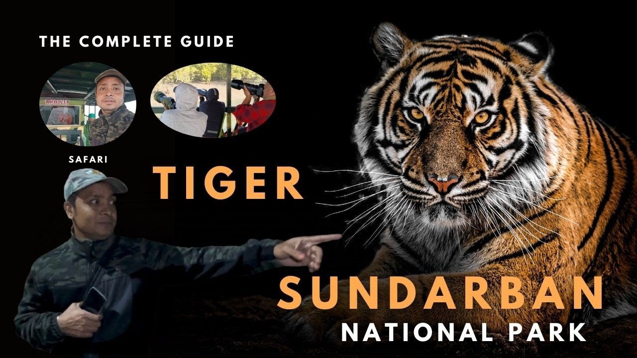 সুন্দরবন বাঘ দেখলাম বেড়ানোর সময়||sundarban a tiger deklam beranor time a 🐯🐯🐯।