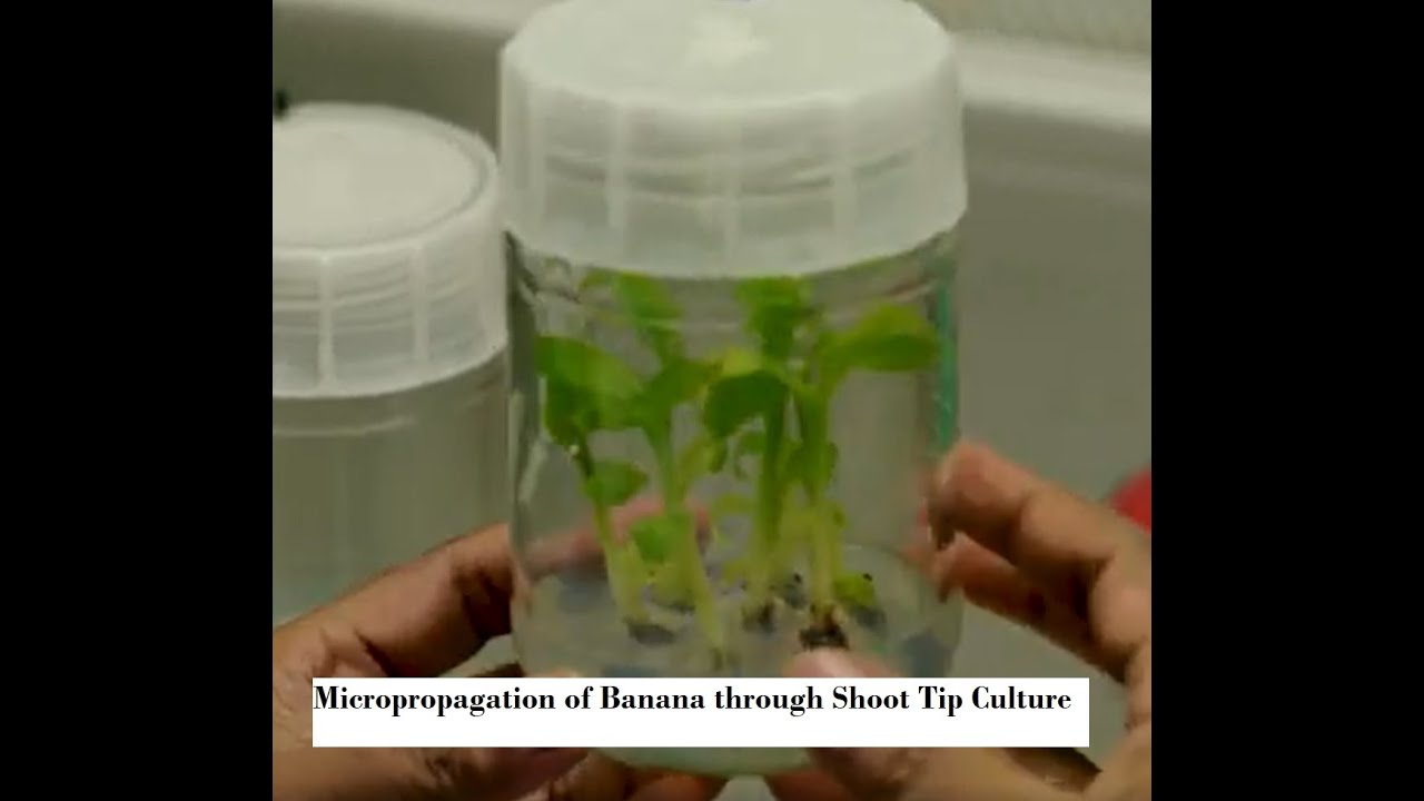 Micropropagation of Banana through Shoot Tip Culture