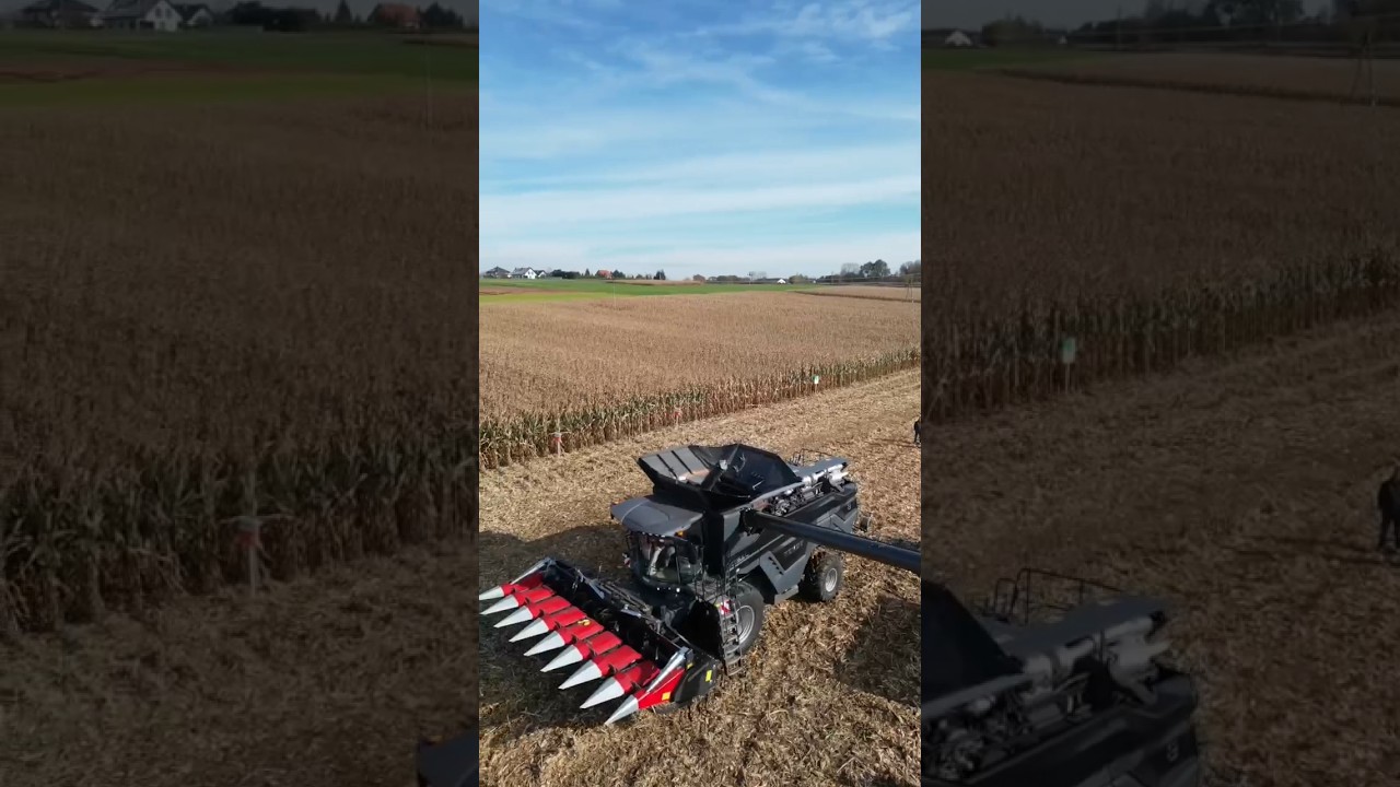 IDEALnie w kukurydzy 😁 #fendt #fendtpower #ideal #agriculture #rolnictwo #kukurydza #corn