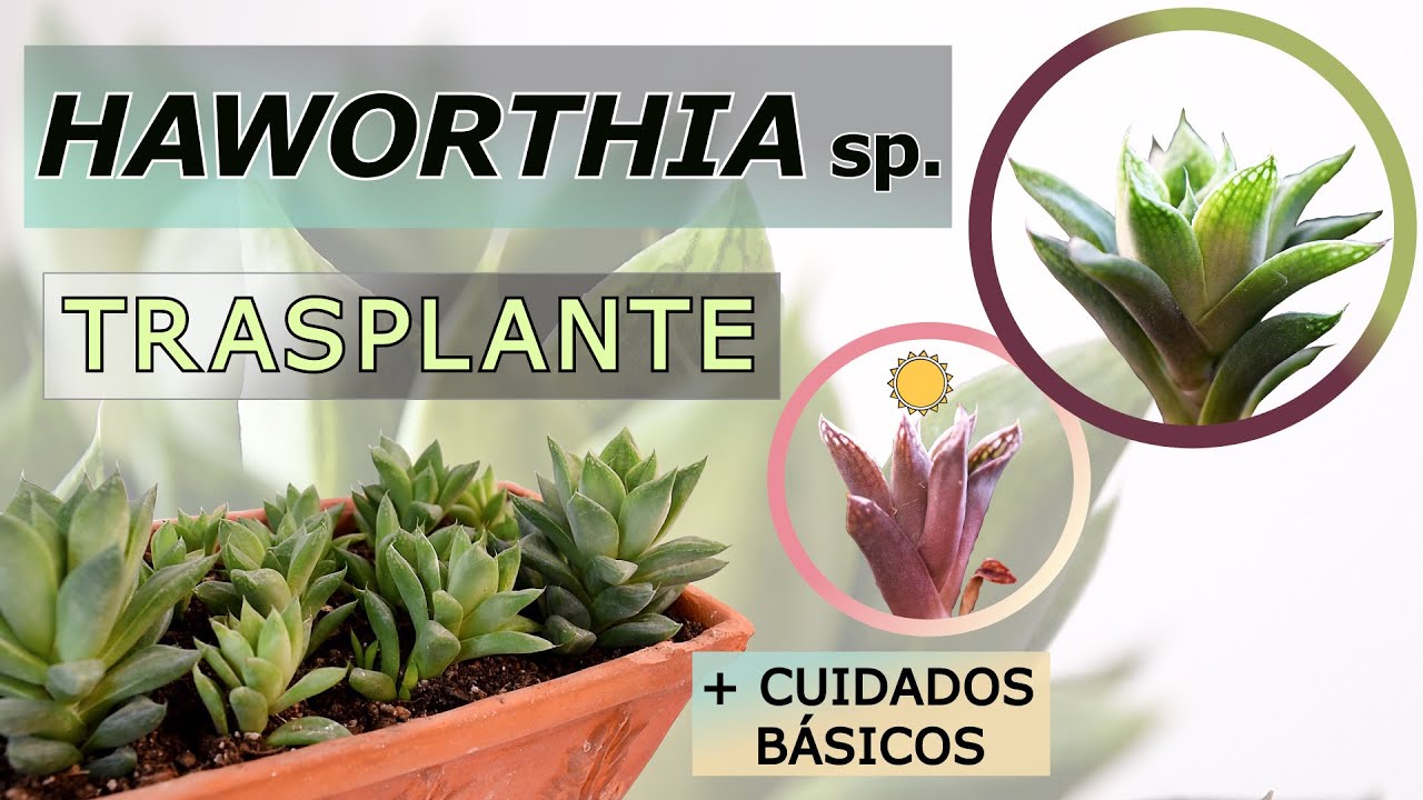 HAWORTHIA sp. ✔️☘️ |  Trasplante  | BIOLOGÍA |  Cuidados básicos | #suculentas #plantas