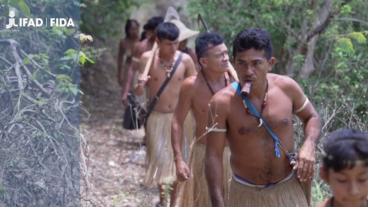 Brazil: Cassava the root to reviving the Kiriri Peoples livelihoods.