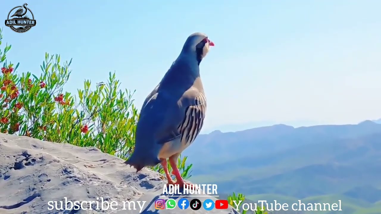 Shikari Chukar ki awaaz | Keklik calling sound | chakor voice #chukar #keklik #partridge #chakoor 