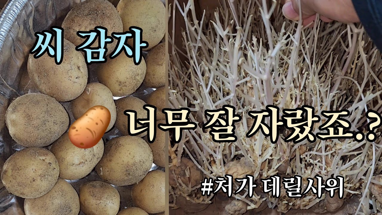 수확한 씨 감자 너무 잘 자랐습니다.ㅜㅜ
