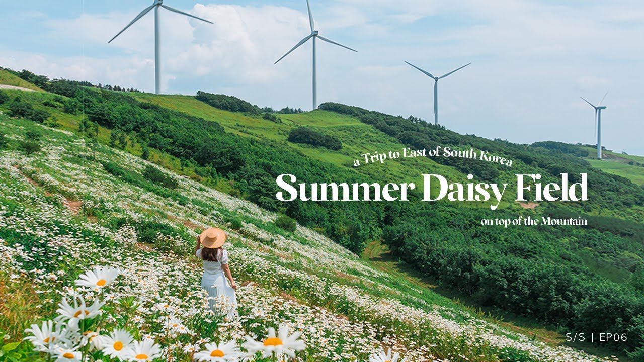 Summer Travel Vlog | Summer daisy field on a mountain Gangwon-do | clarissaacindy