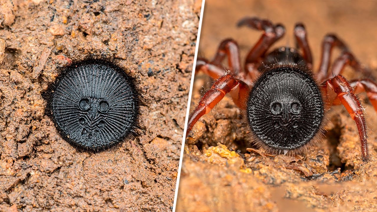 10 Aranhas Mais Venenosas do Mundo