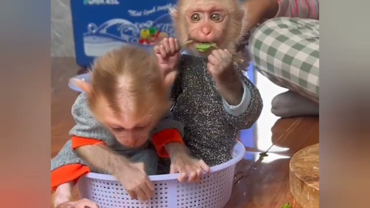 Donut sleeping on lap |while Donald Iearn recipe |with mom#family #funny #monkeychallenge #animals 