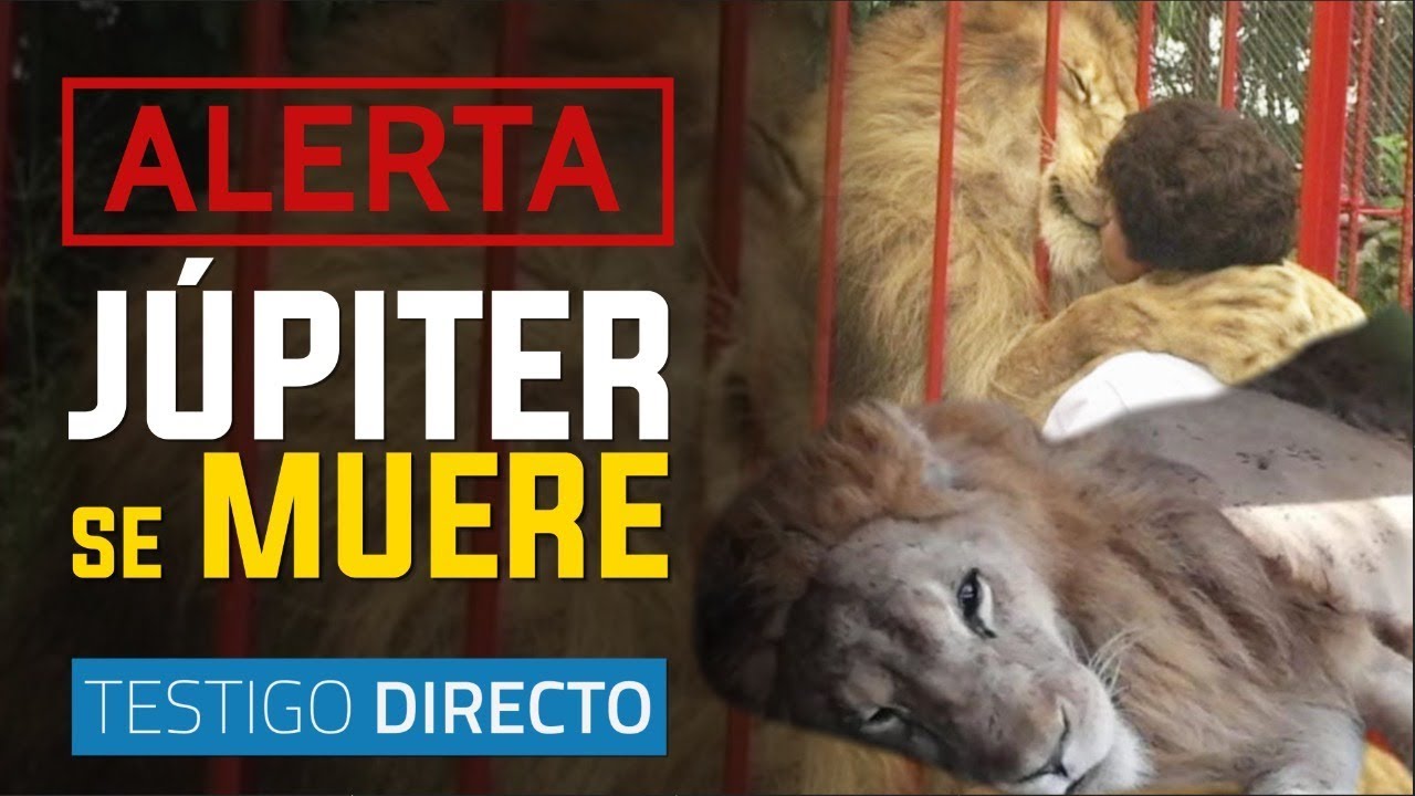 Júpiter, el león más amado de Colombia está en los huesos y a punto de morir - Testigo Directo