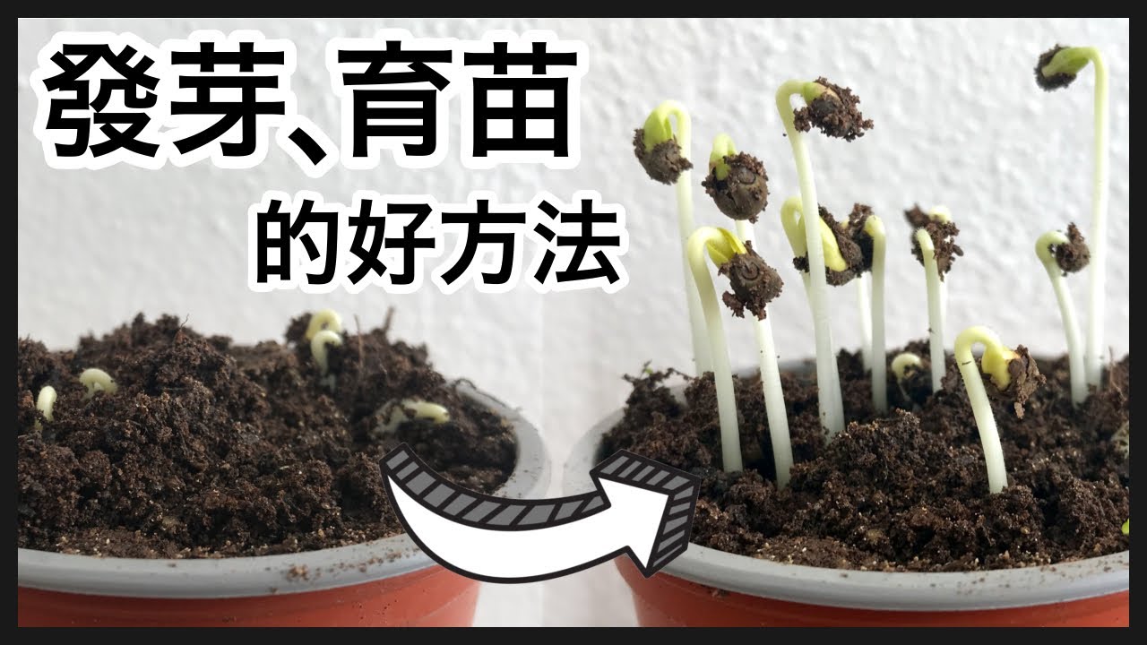 種子發芽育苗的好方法 Seed Germination