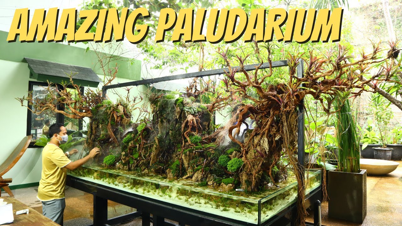 AMAZING 4 VIEW PALUDARIUM DIISI IKAN, MULAI MUNCUL ALGA #manTAFbro