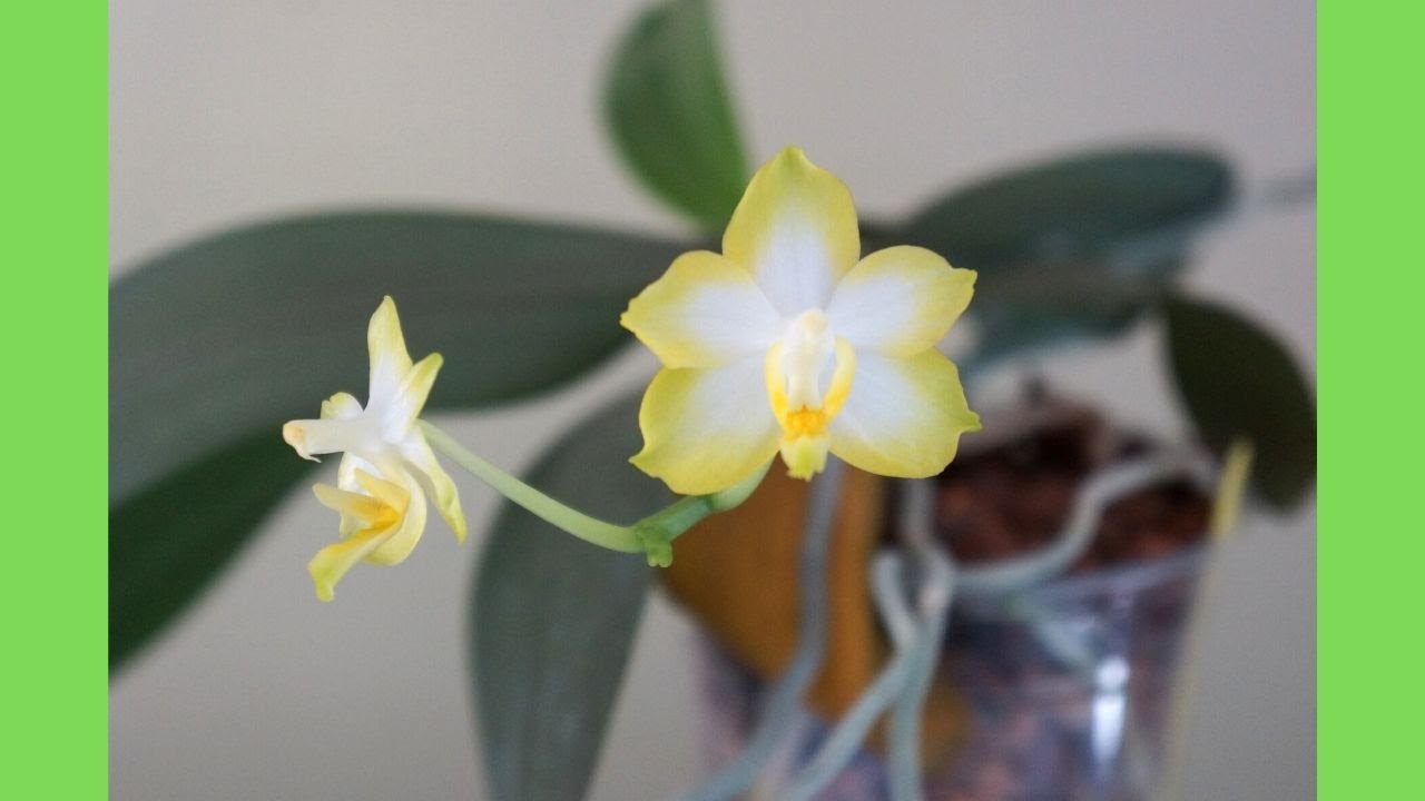 當你的蝴蝶蘭老花梗上續花越開越小... | 養護技巧 | 蘭花種植