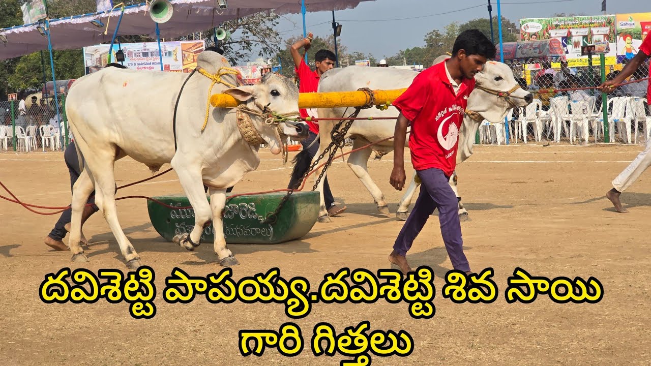 రెంటచింతల పాల పళ్ళ 11. జత.