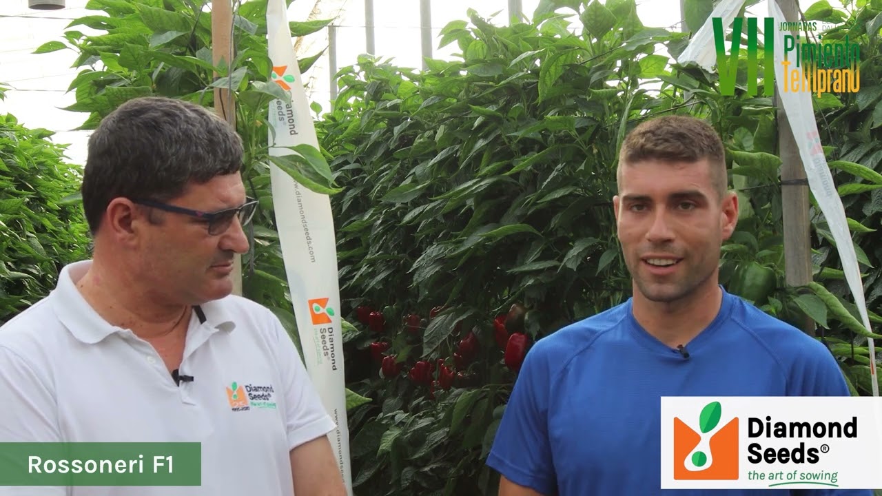 VII Jornadas Pimiento Temprano || DIAMOND SEEDS ROSSONERI F1 JOSE MIGUEL