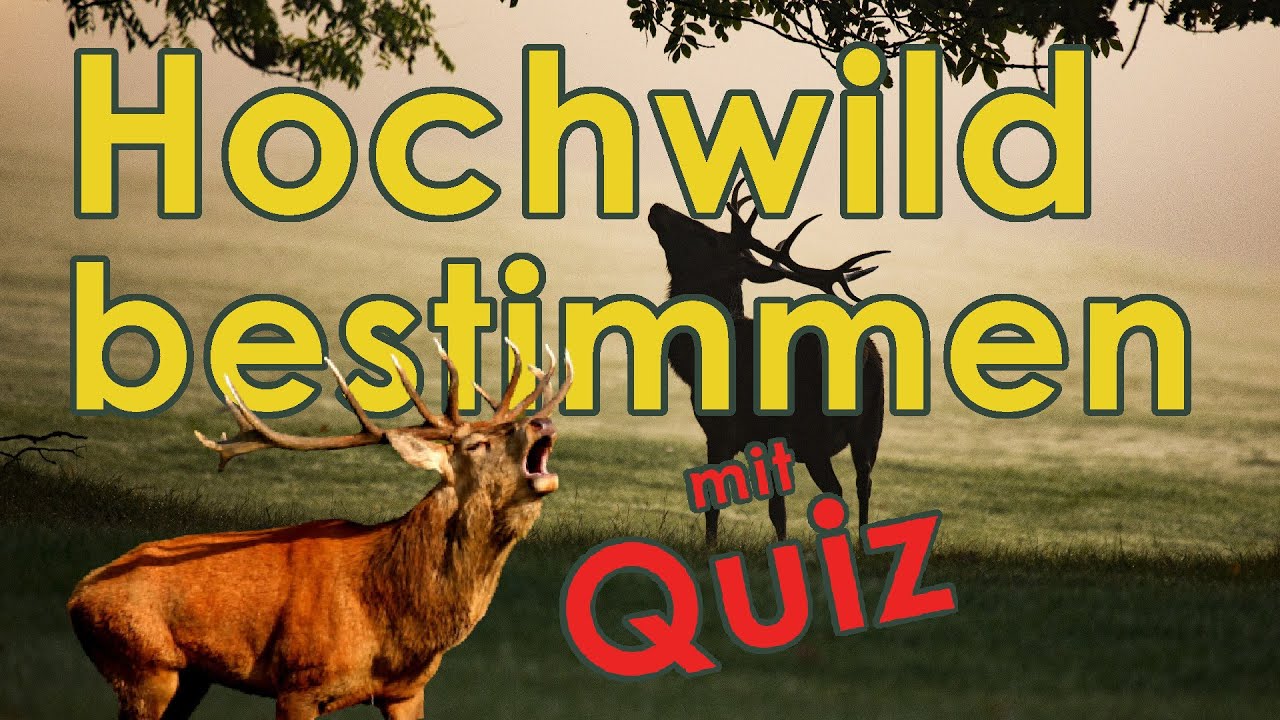 Hochwildwild bestimmen - Jägerprüfung Jagdschein