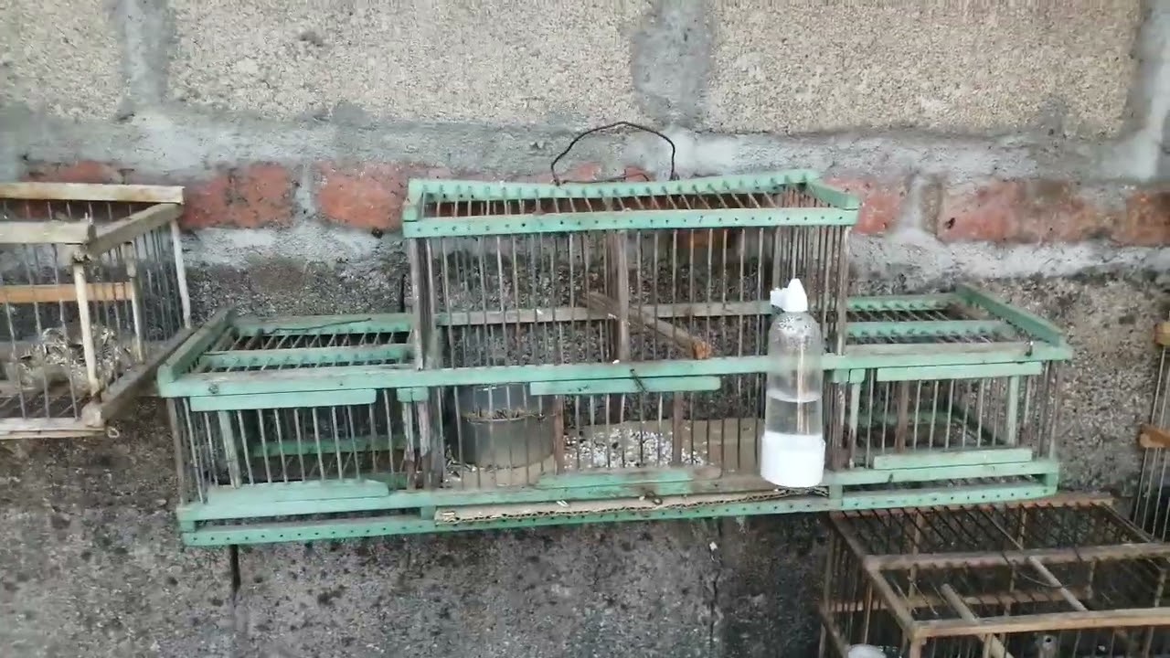 mis pájaros 28 de febrero de 2023