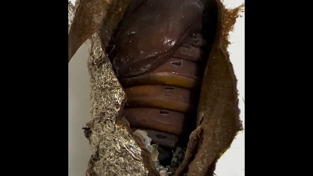 Pupa Rothsildia