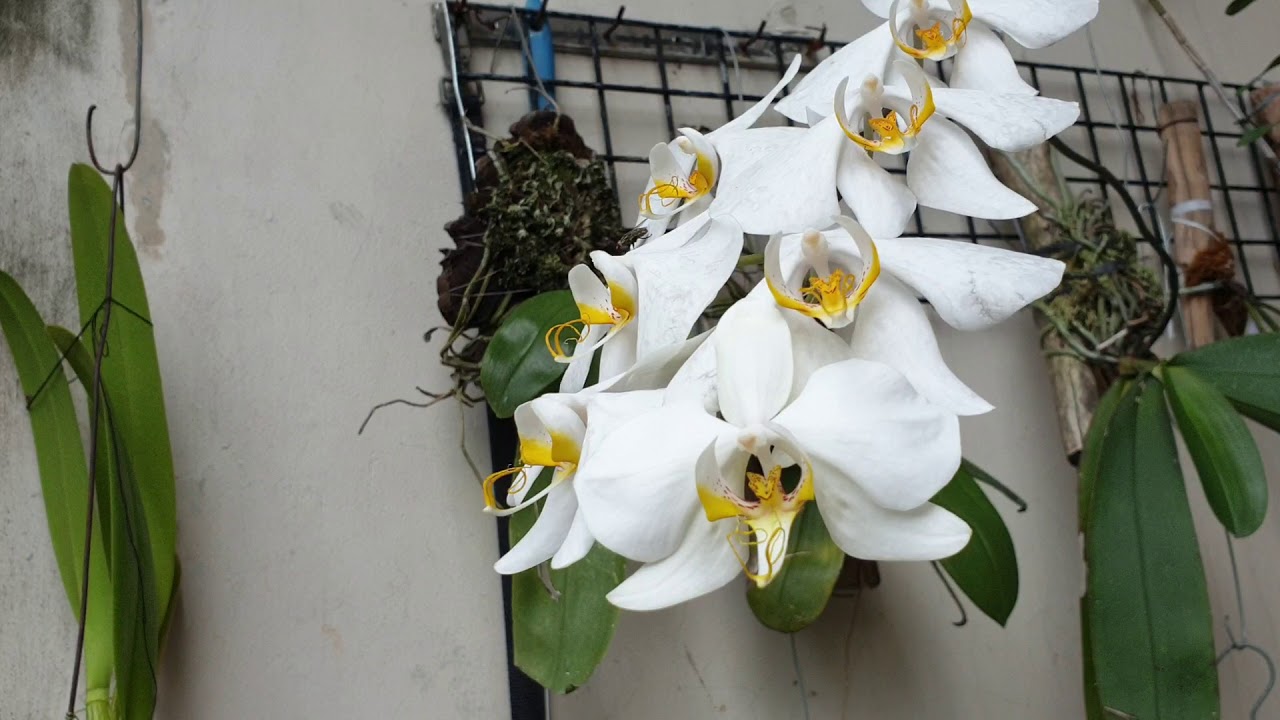Phalaenopsis Amabilis from Borneo