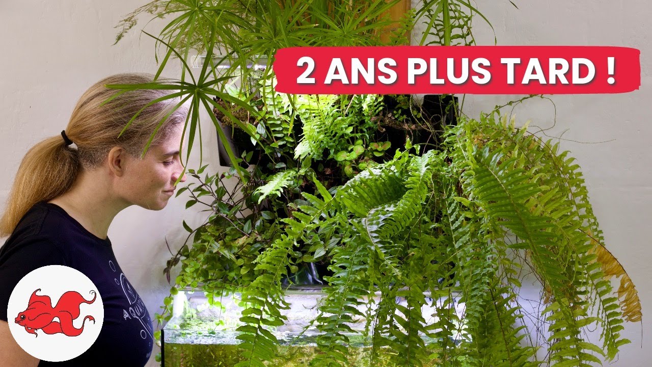 Aquaponie 2 ans plus tard !