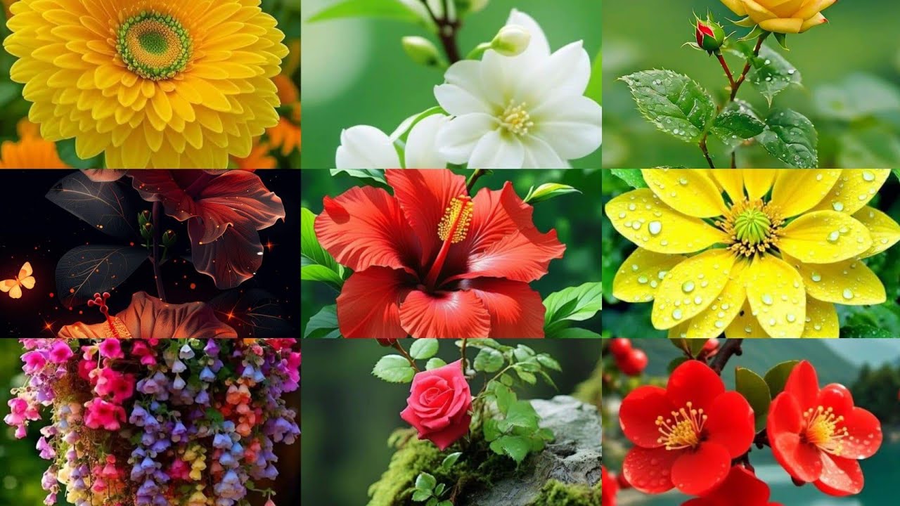 The most beautiful 🌺 flower collection 🌹 beautiful flowers pictures 🌻Dp pictures 💞 lovely flowers
