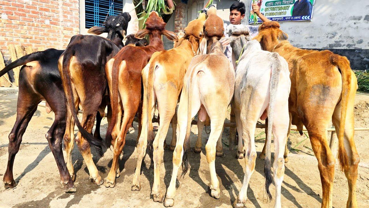 26/2/26/আমাদের বর্ডার এলাকাতে সুলভ মূল্যে শাহীওয়াল ষাঁড় বাছুর গরু, প্যাকেজ বিক্রয় করা হচ্ছে।