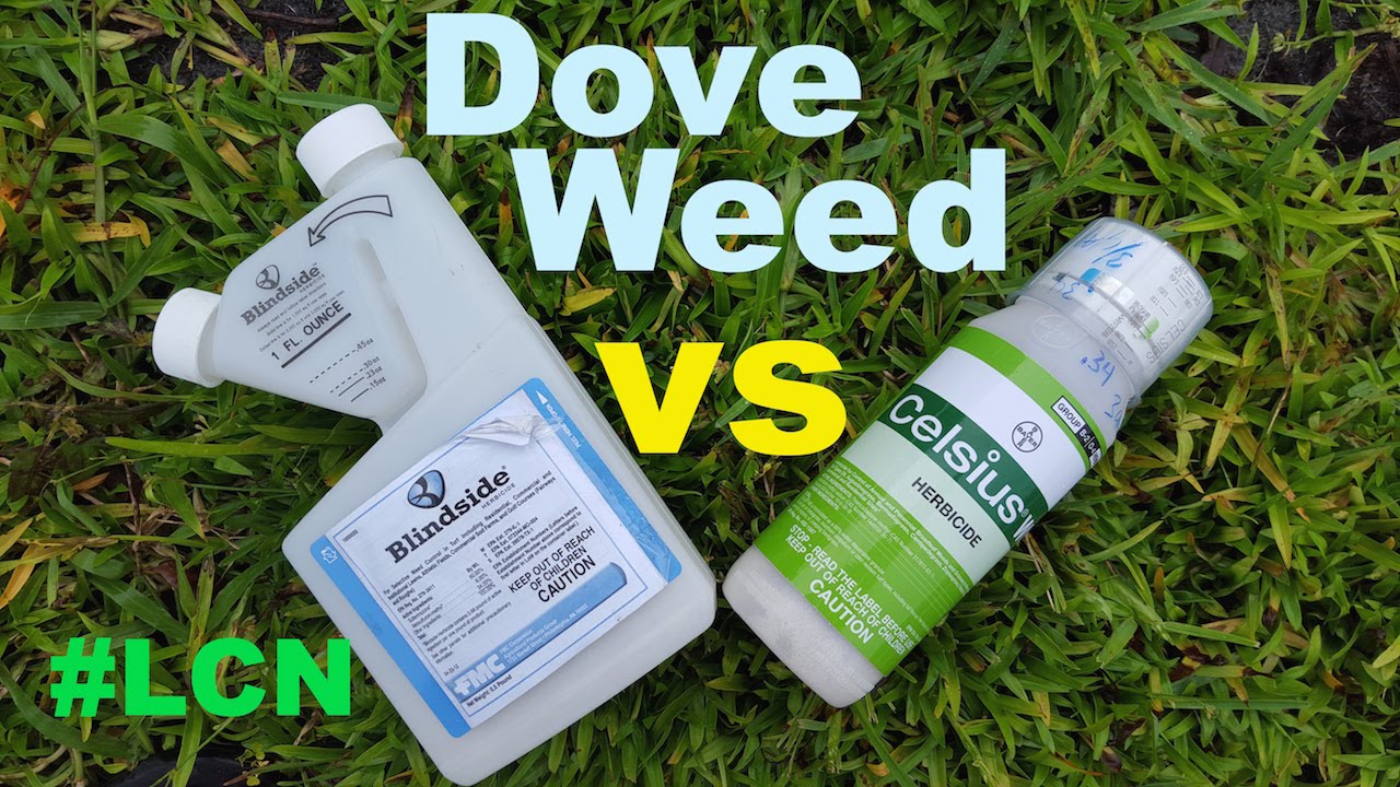 St Augustinegrass Doveweed Control: Blindside vs Celsius Herbicide