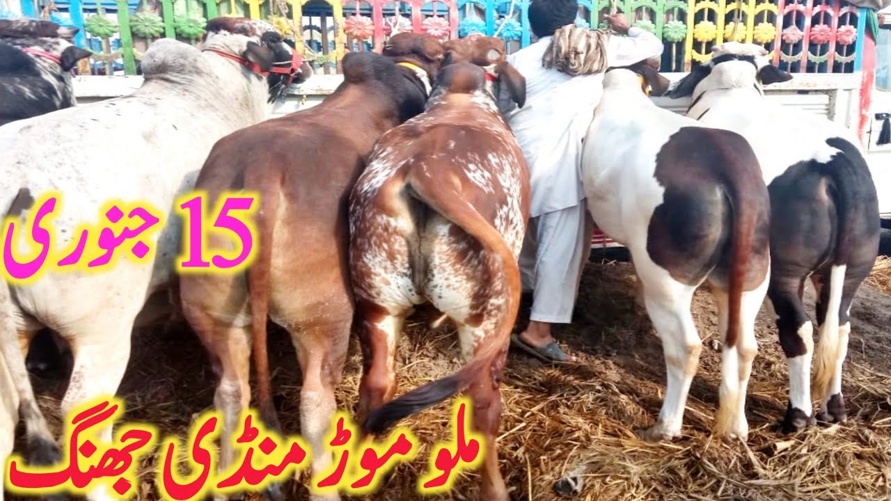 Malumor Doli Shaheed Mandi Jhang Sahiwal Cholistani Dajili Dhani Bachre || Global Village Farming