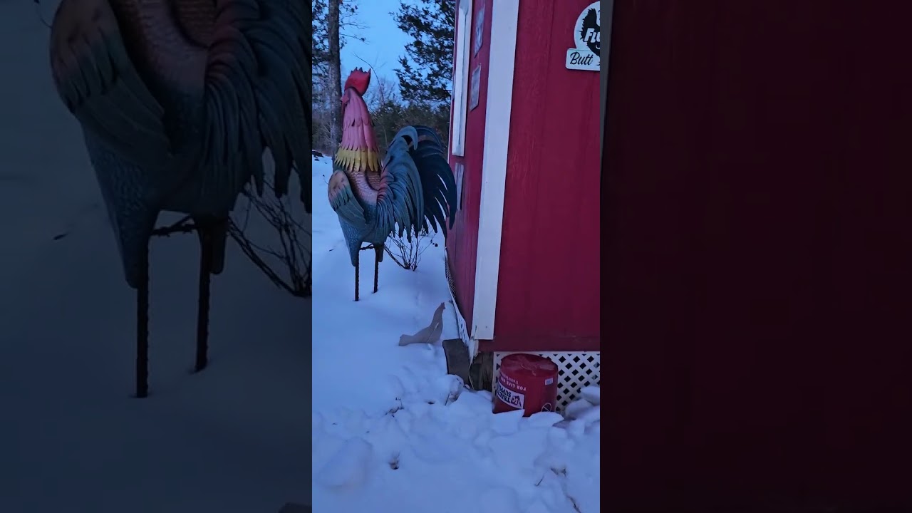 Gathering eggs at the coop