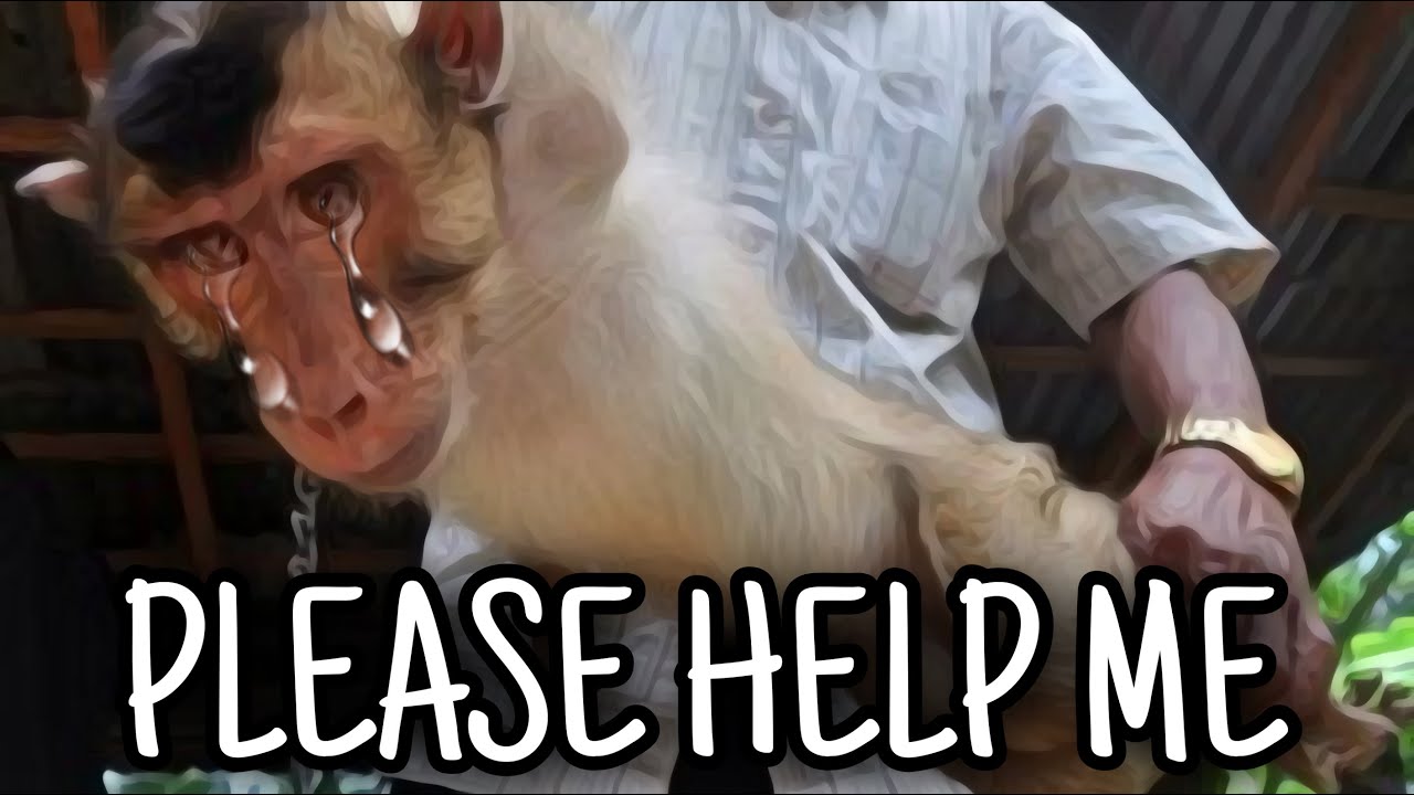 SAD STORY! | MONYET EKOR PANJANG (KONG) & BERUK (KING) #monpai #monyetekorpanjang #beruk #monkey