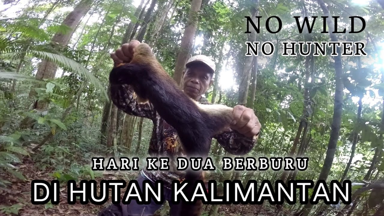 Berburu Tupai Kerabak Di Hutan Rimba Kalimantan Hari Ke Dua