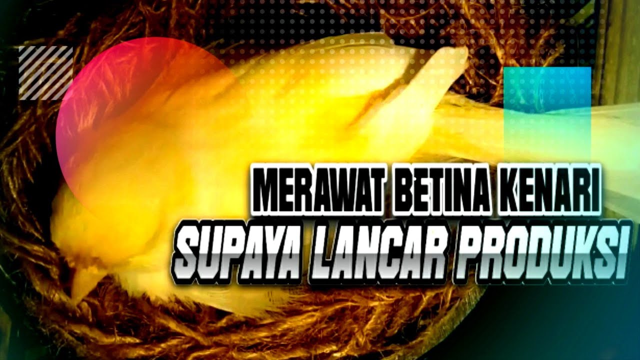 MERAWAT INDUK KENARI SUPAYA LANCAR PRODUK||SETELAH MENGERAMI