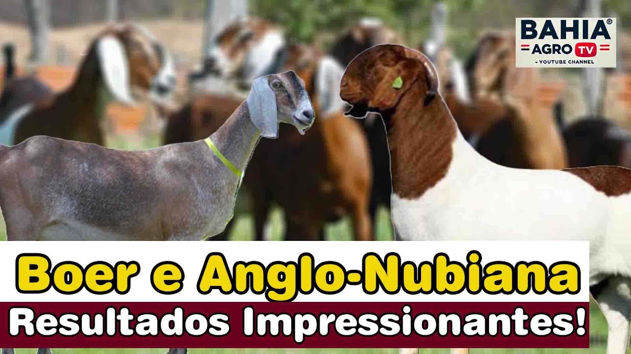 Cruzamento BOER + ANGLO NUBIANA: Resistência Ganho de Peso e Alta Produtividade!