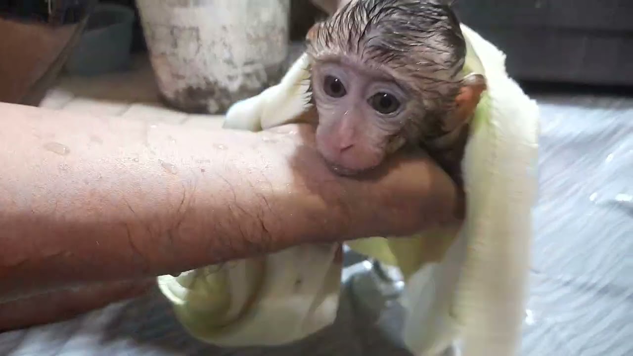 babymonkey lucu caca dah lama nggak mandi dah jorok kali badan nya
