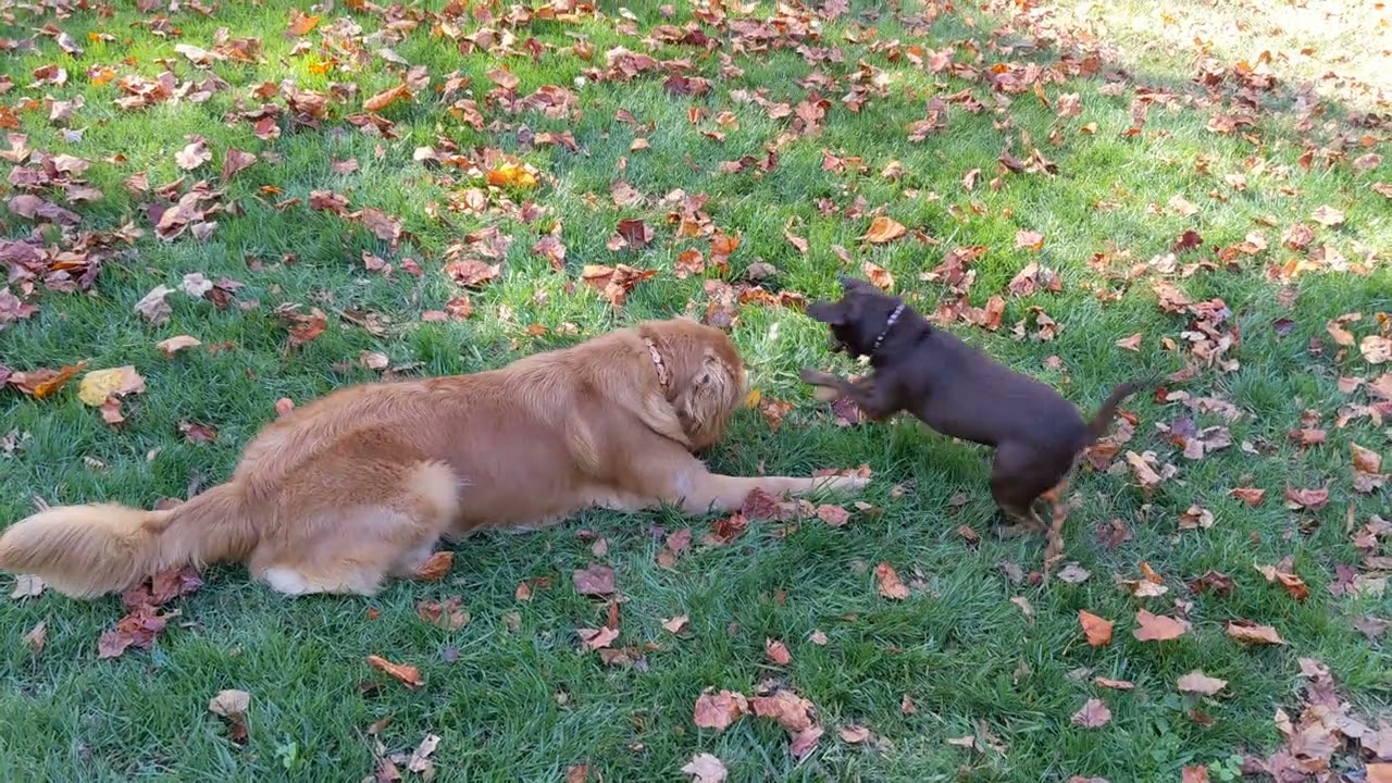 Storm and Yosh,  Nov 4 2023