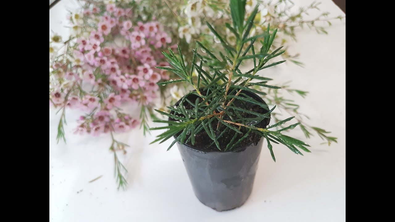 How To: Propagate Geraldton Wax