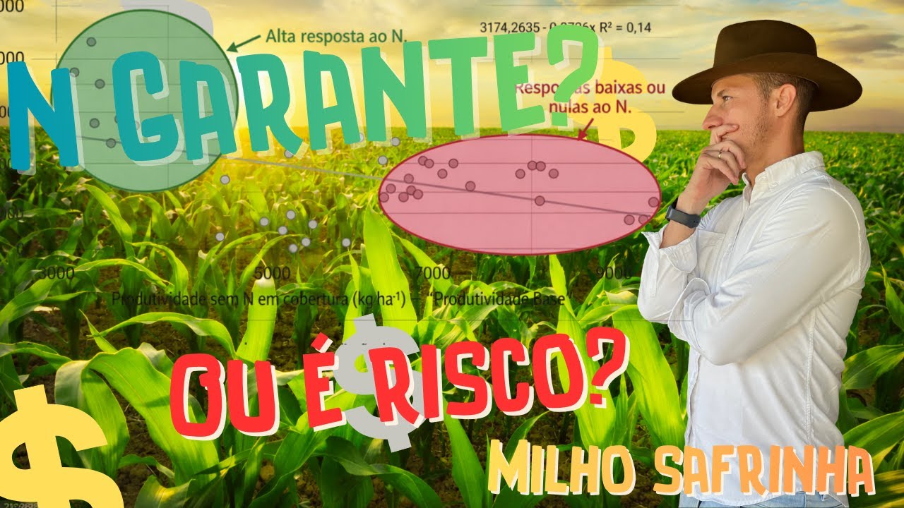 Nitrogênio no milho safrinha: produtividade garantida ou manejo de alto risco?
