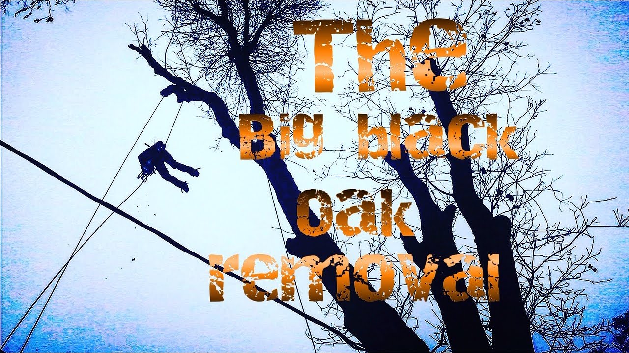 The Big Black Oak Removal.