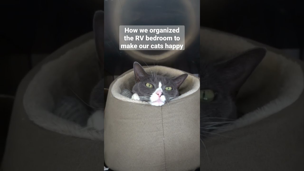 Our cat-friendly RV bedroom #shorts #cats #rv