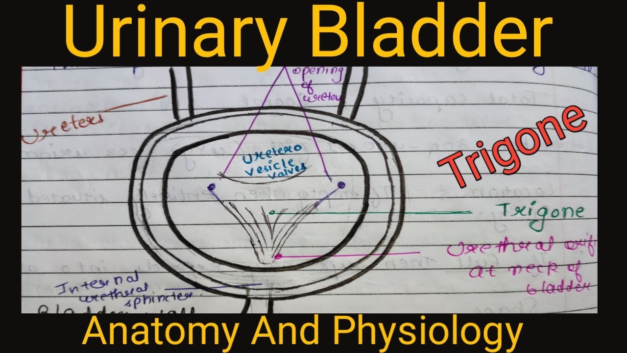 Urinary Bladder (Anatomy And Physiology)