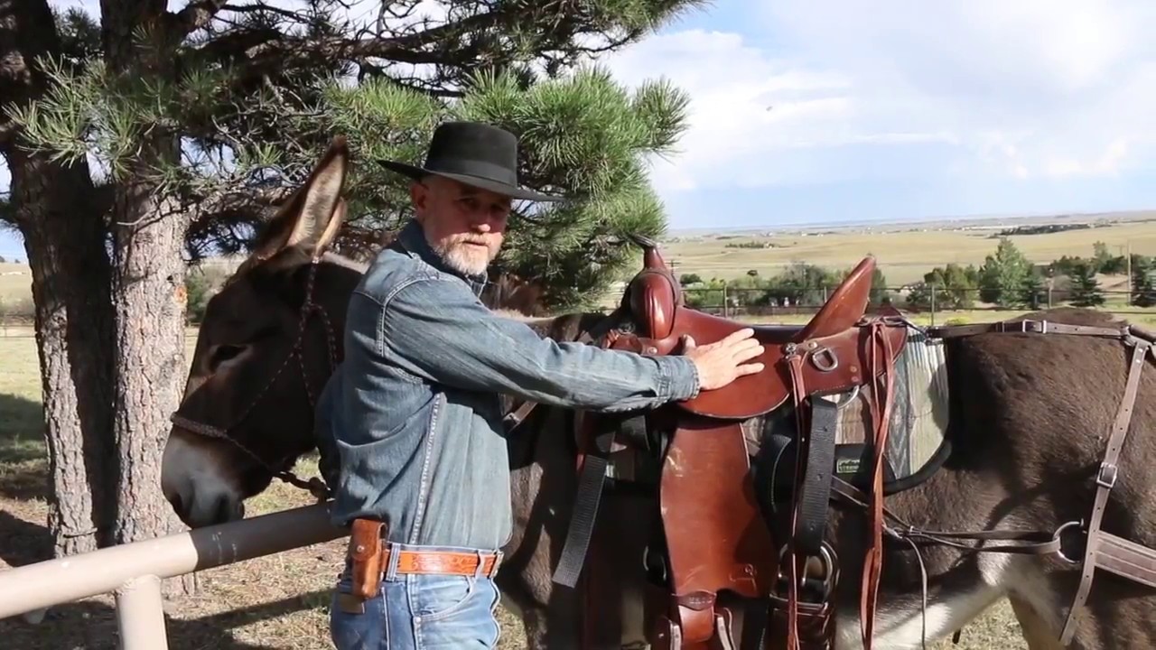 How to keep your Saddle Donkey comfortable