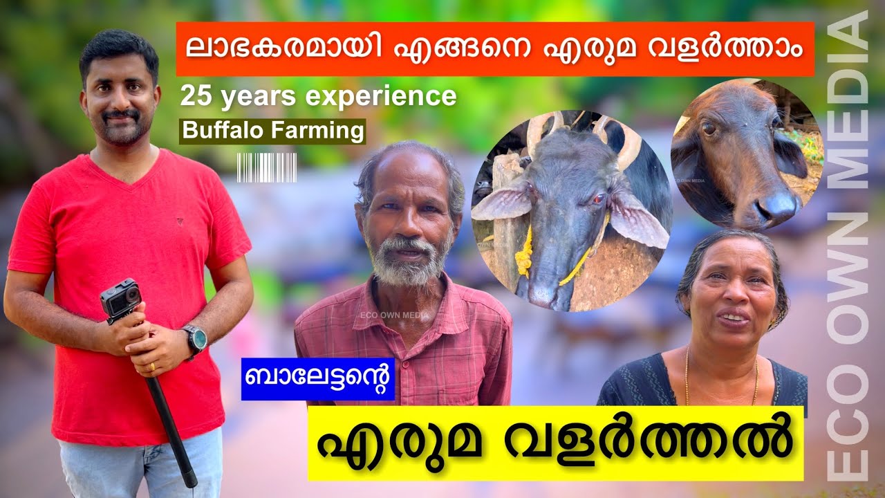 എരുമ വളർത്തലിൽ വിജയം കണ്ട ബാലേട്ടൻ | Buffalo farming | Eruma valarthal