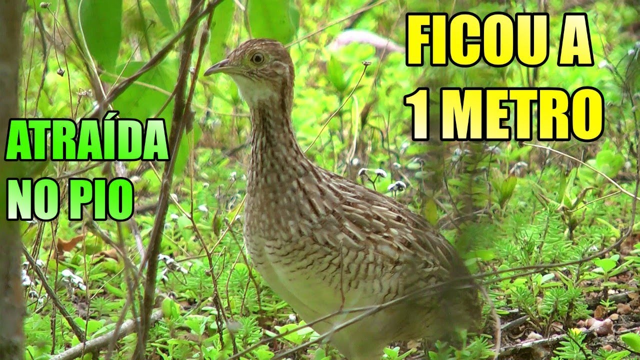 Pio de CODORNIZ  ORIGINAL FIQUEI INCRÍVELMENTE ENCANTADO POIS VEIO 2 casais