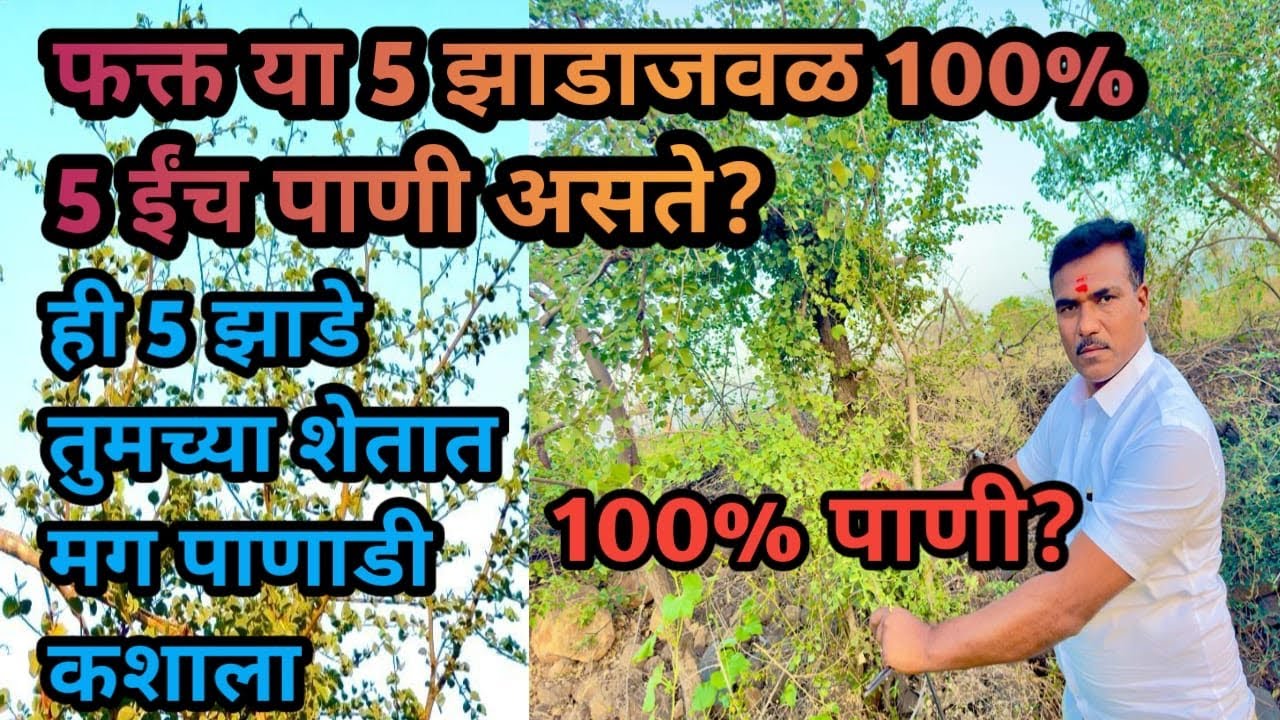 या 5 झाडाखाली 100% 5 ईंच पाणी असते?||finding underground water with 6mm iorn bar@Sureshghute1513