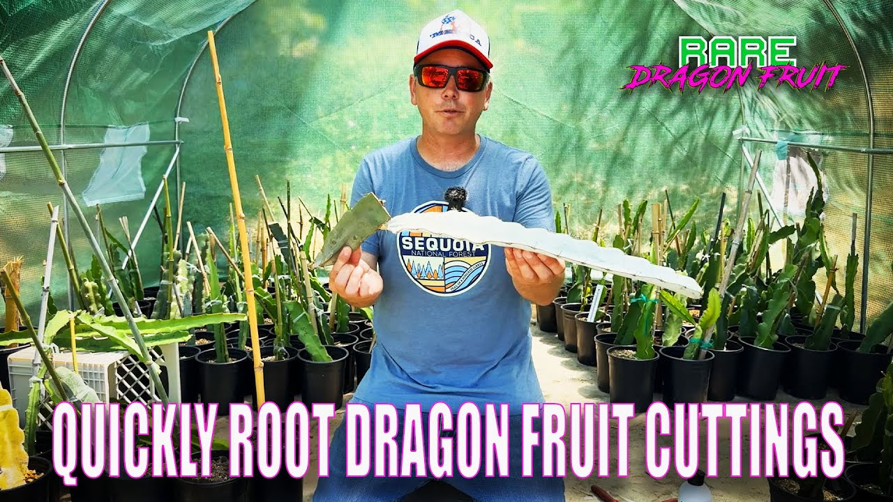 QUICKLY ROOT DRAGON FRUIT CUTTINGS  / PROPER SOIL and a HOT HOUSE