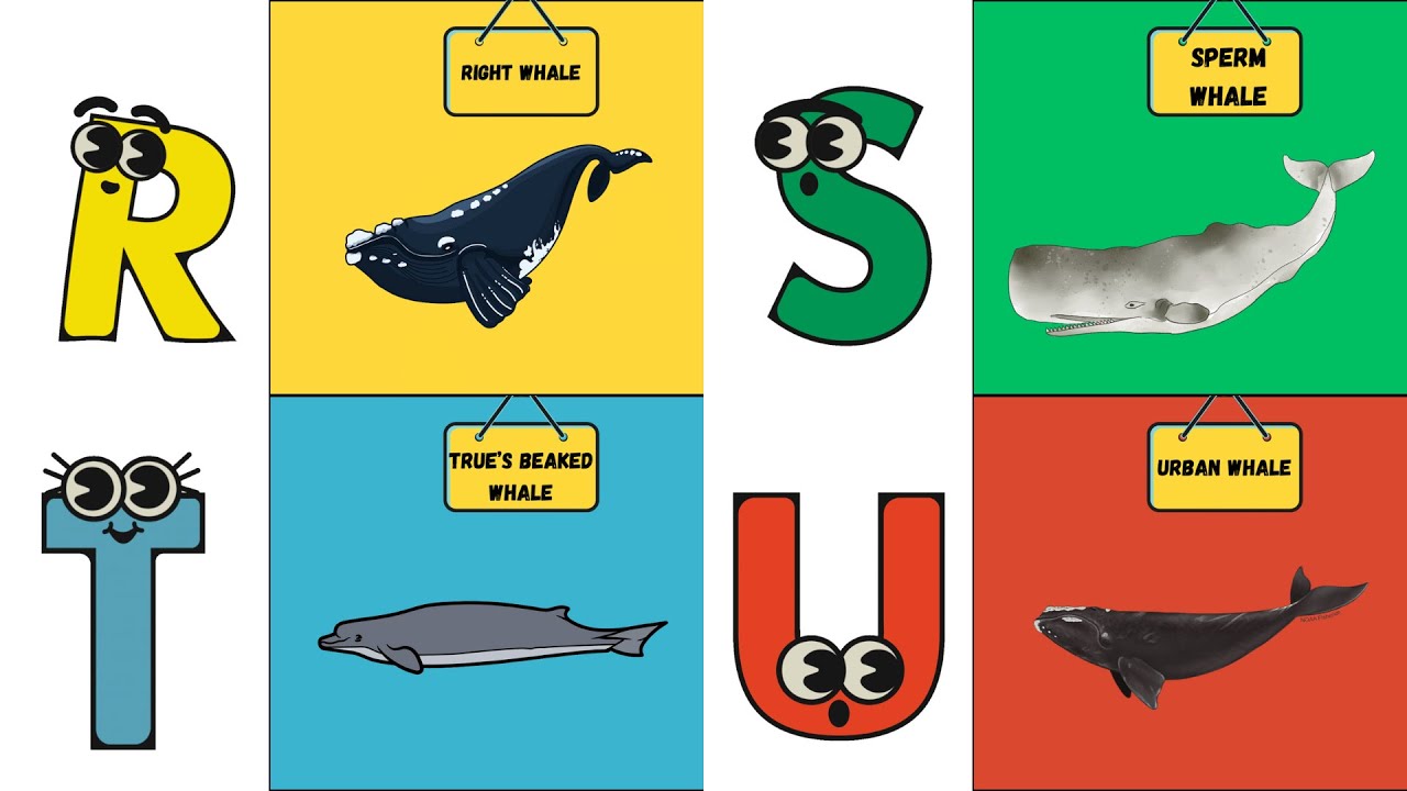 ABC Whale Song 🐳 | Learn About Amazing Whales A to Z! 🌊 | #abcd #kids