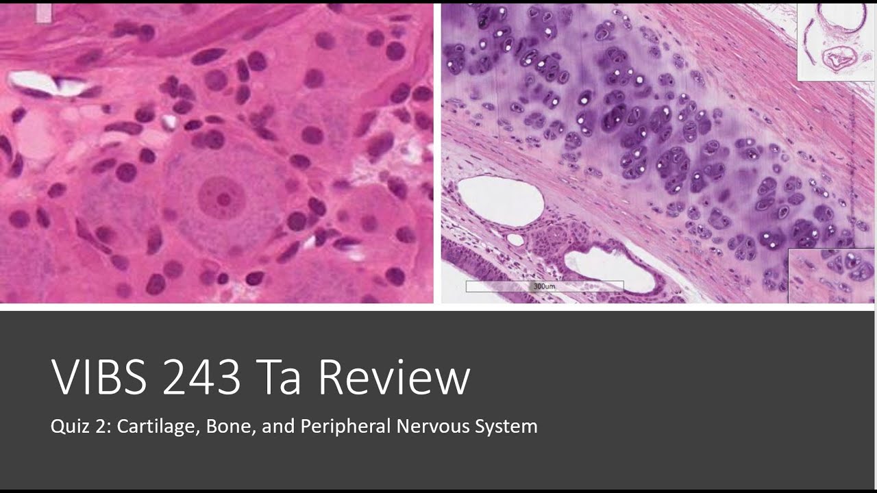 Histology Basics TA Review: Cartilage, Bone, and Peripheral Nerve