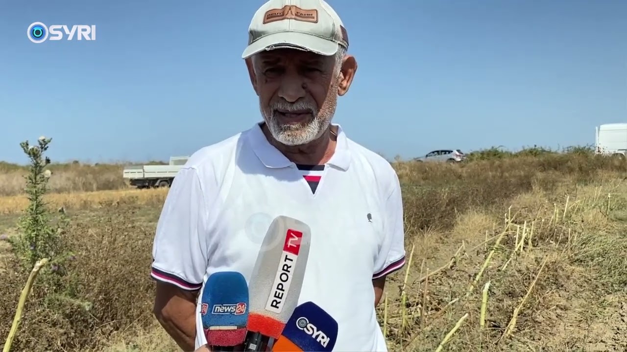 Kriza në bujqësi prek dhe lulen e diellit, fermerët e Myzeqesë reduktojnë hektarët
