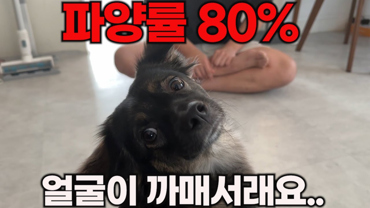 파양률 1위에서 입양 하루만에 스타가 된 강아지