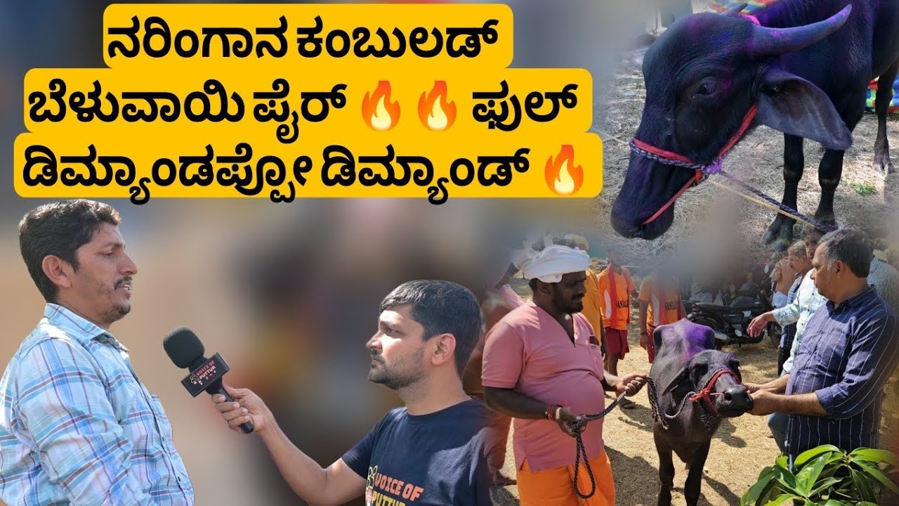 ನರಿಂಗಾನ ಕಂಬುಲಡ್ ಬೆಳುವಾಯಿ ಪೈರ್ 🔥🔥 ಫುಲ್ ಡಿಮ್ಯಾಂಡಪ್ಪೋ ಡಿಮ್ಯಾಂಡ್ 🔥 Beluvayi Pairu in Naringana Kambala🔥