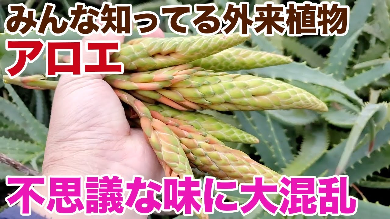 有名外来植物アロエ、不思議な味にハンターの舌も大混乱