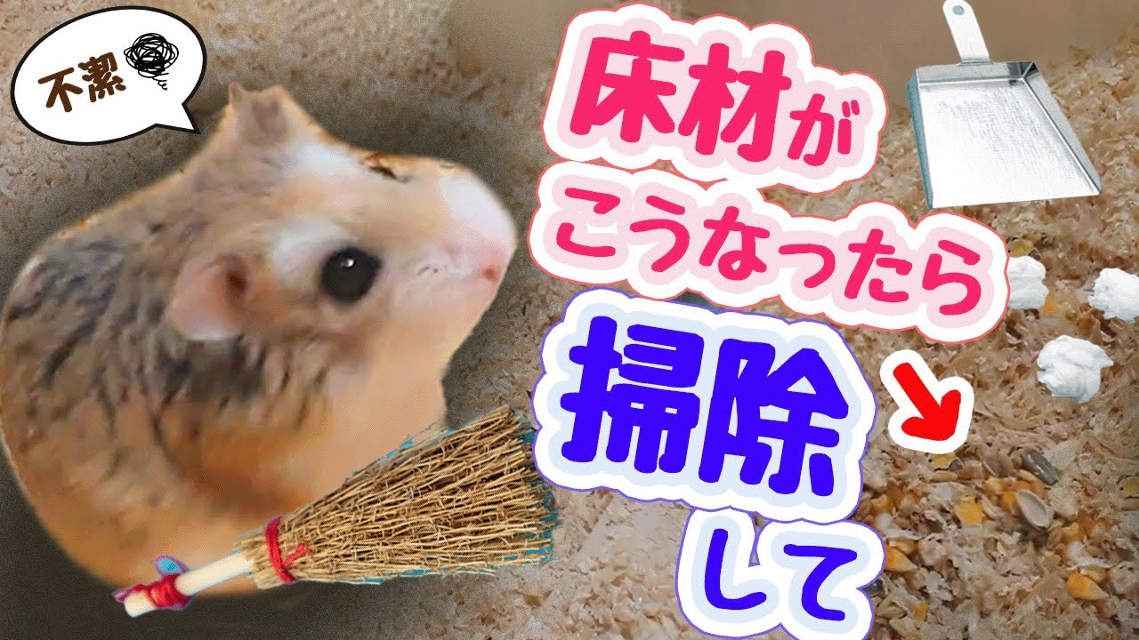 ハムスターケージの汚れた床材の見分け方