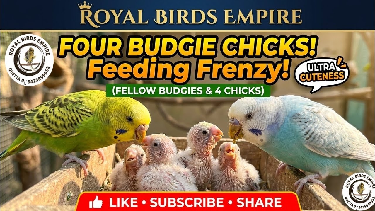 Captured The Feeding Moments ||😍Ultra Cuteness 😍|| Fellow Budgies Progress #RoyalBirdsEmpire #Budgie